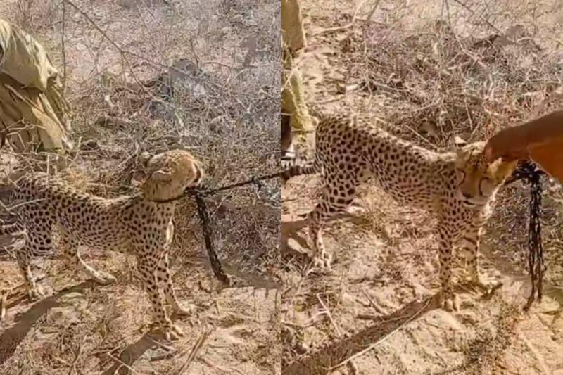 Collage photo of a cheetah.